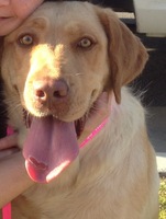 dogs/2Q13/blondies.jpg