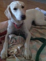 dogs/2Q13/dawn.jpg