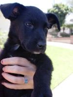 dogs/2Q13/lisalee.jpg
