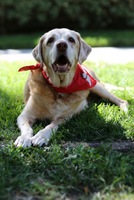dogs/2Q13/sunshine.jpg
