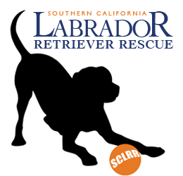 SOUTHERN CALIFORNIA LABRADOR RETRIEVER RESCUE