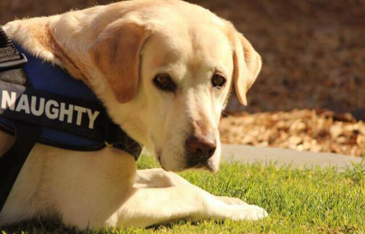 yellow lab rescue