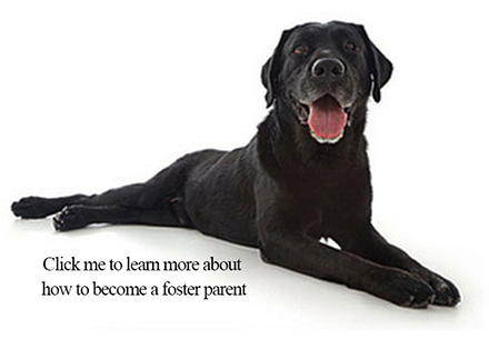 black lab puppies for adoption