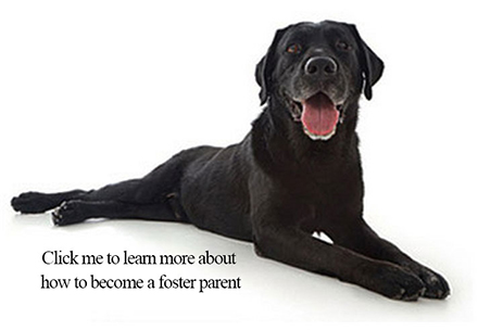 labrador puppies for rehoming